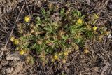 Potentilla