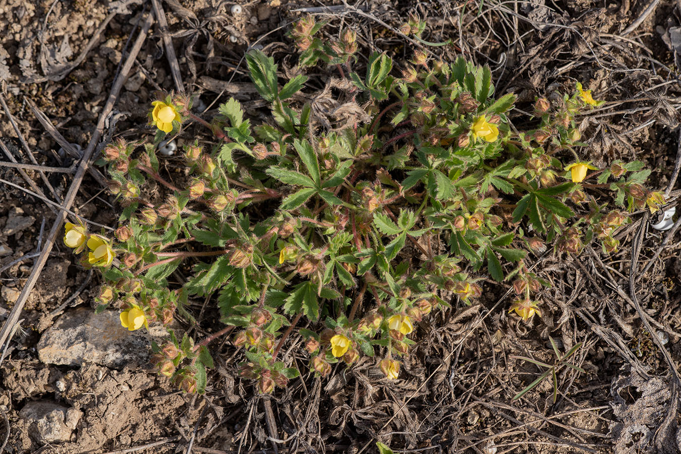 Image of genus Potentilla specimen.