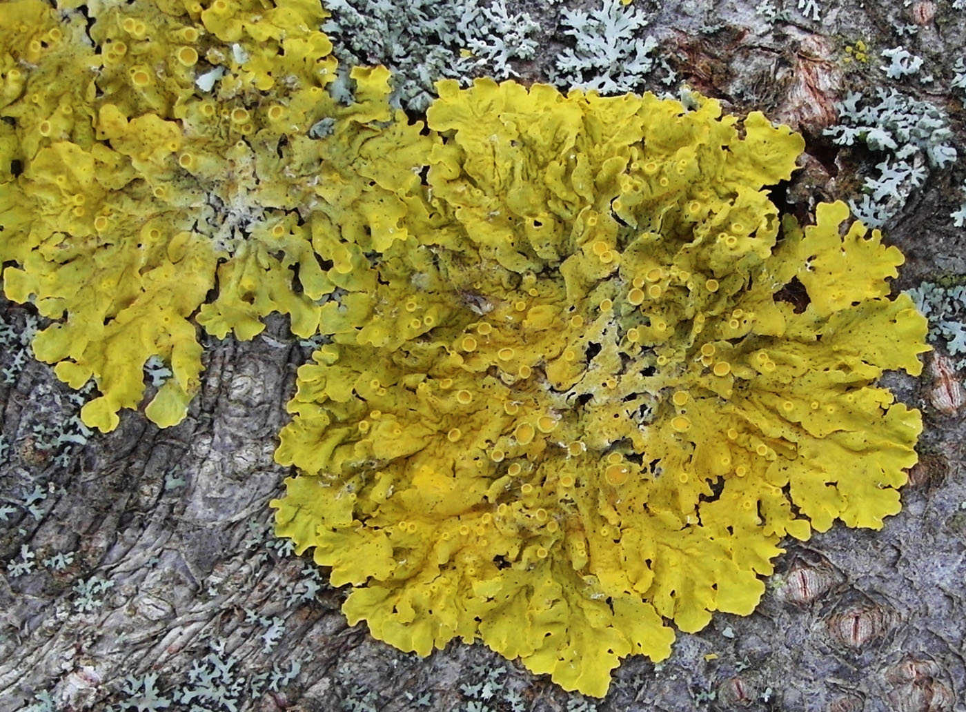 Image of Xanthoria parietina specimen.