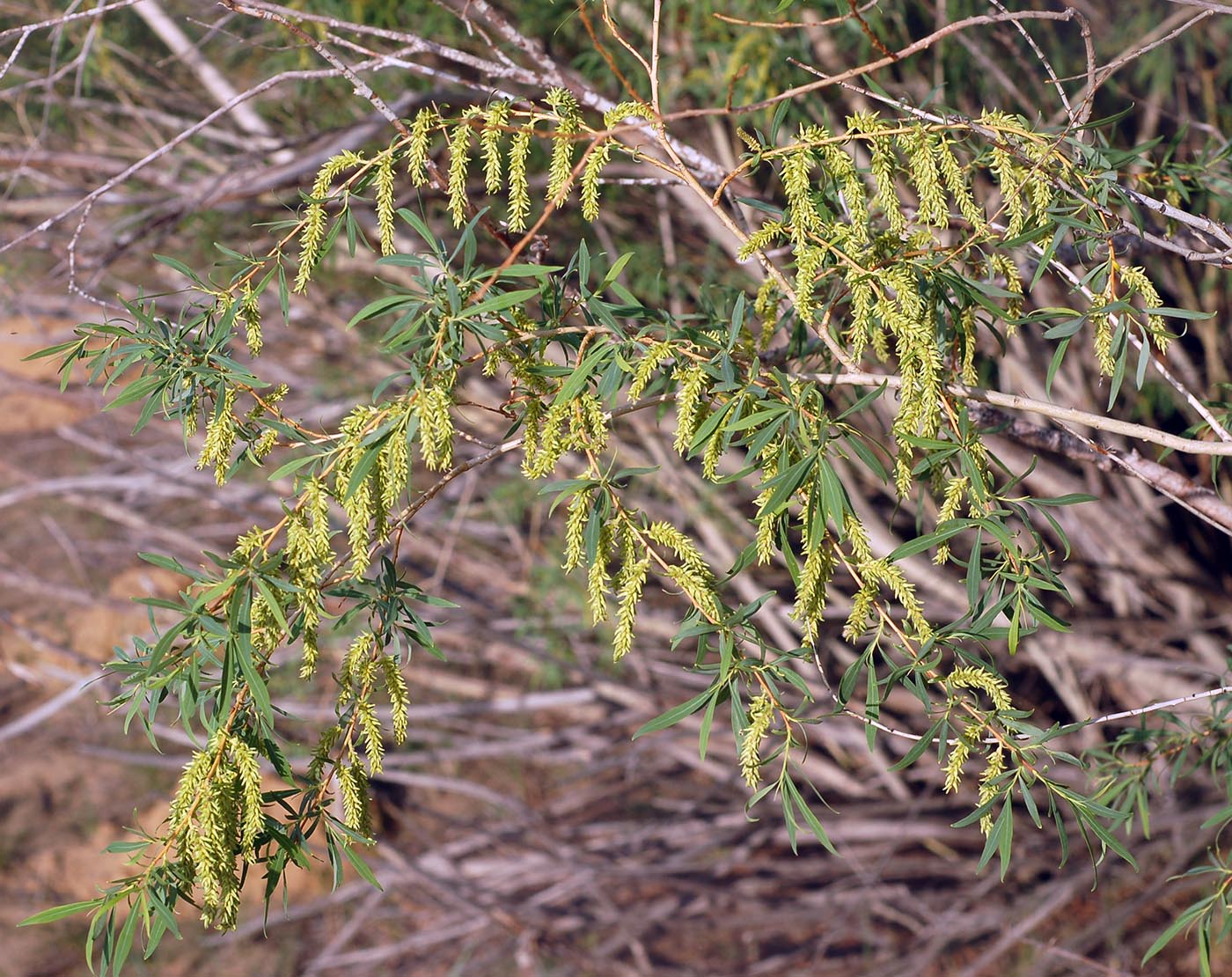 Image of Salix caspica specimen.
