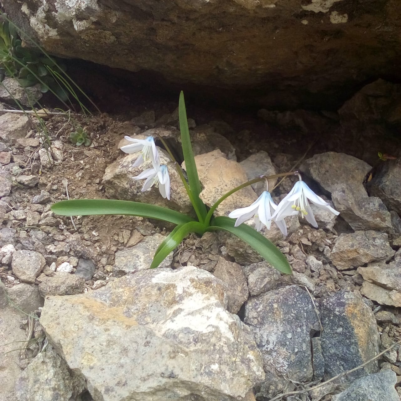 Изображение особи Scilla mischtschenkoana.