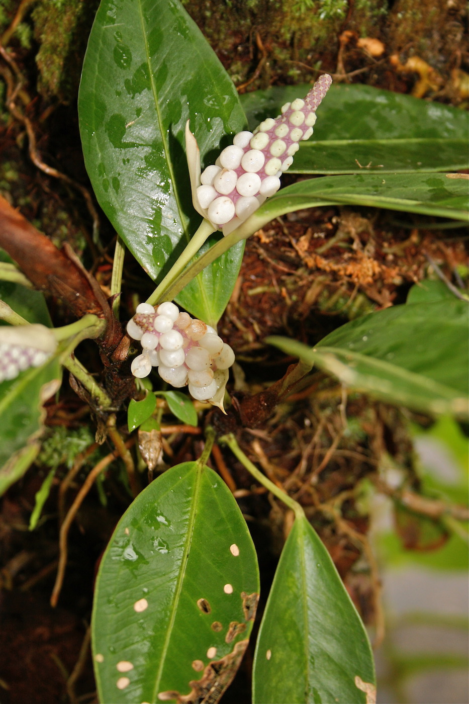 Image of Anthurium scandens specimen.