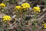 Alyssum gmelinii