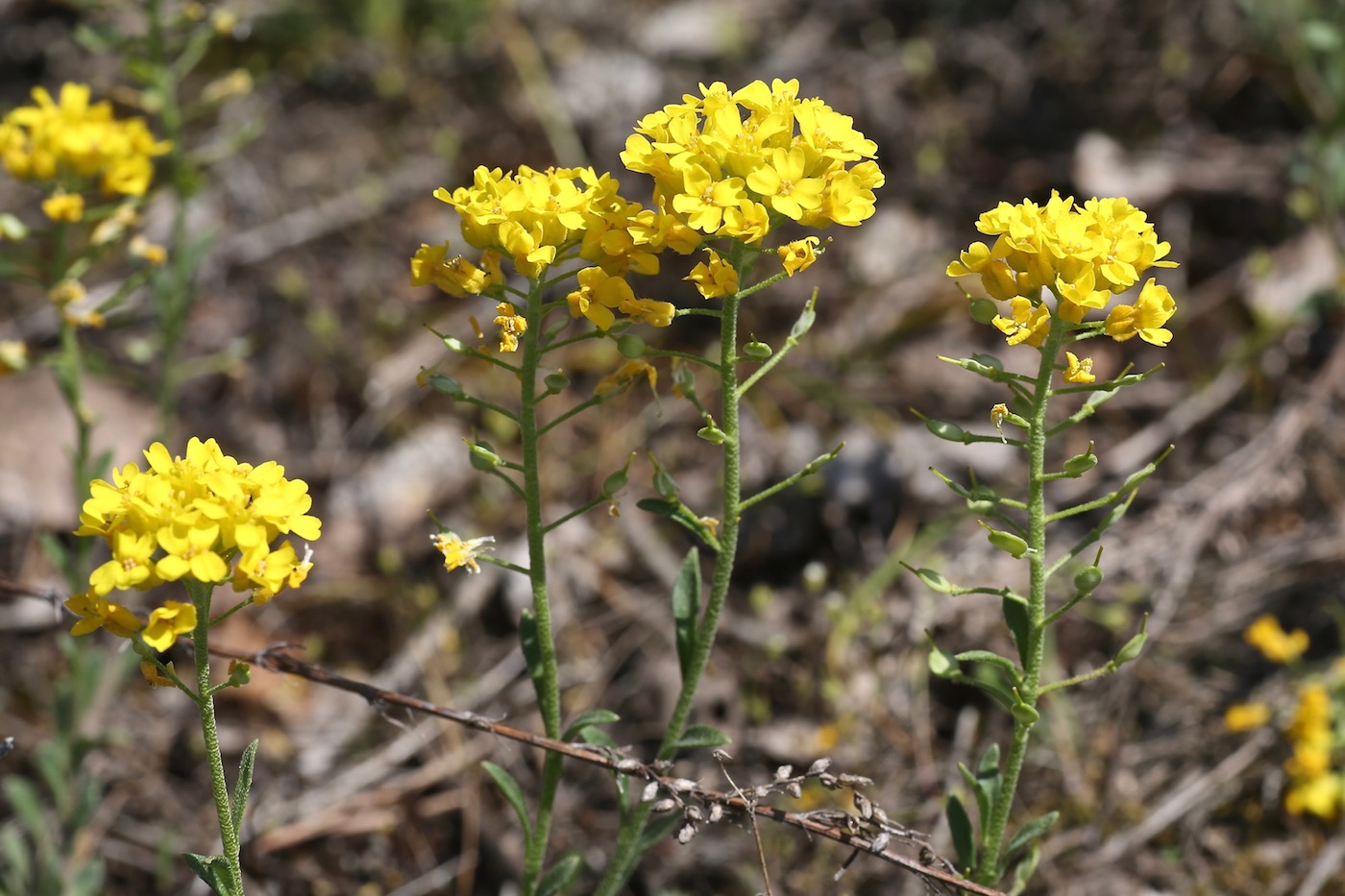 Image of Alyssum gmelinii specimen.