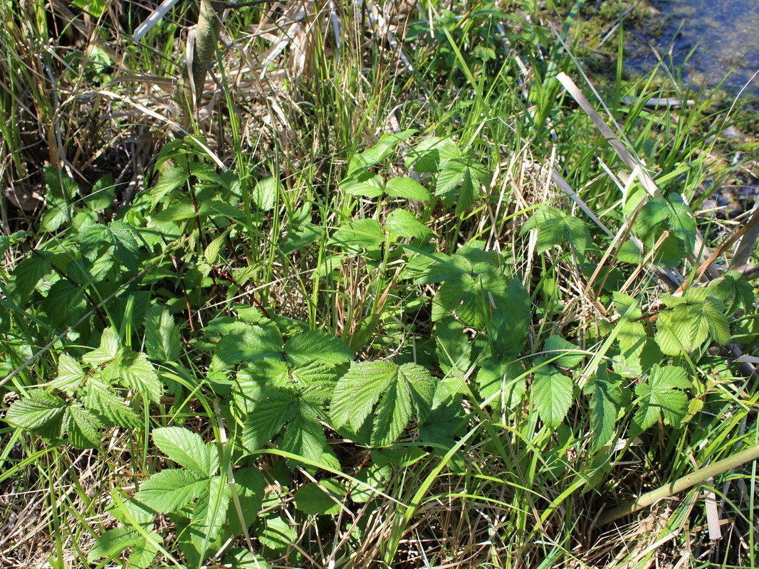 Image of Filipendula ulmaria specimen.