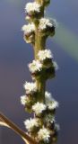 Triglochin maritima. Цветки. Мурманская обл., Восточный Мурман, окр. пос. Дальние Зеленцы, берег бухты Ярнышной. 05.08.2010.