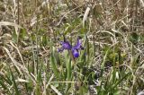 Iris uniflora