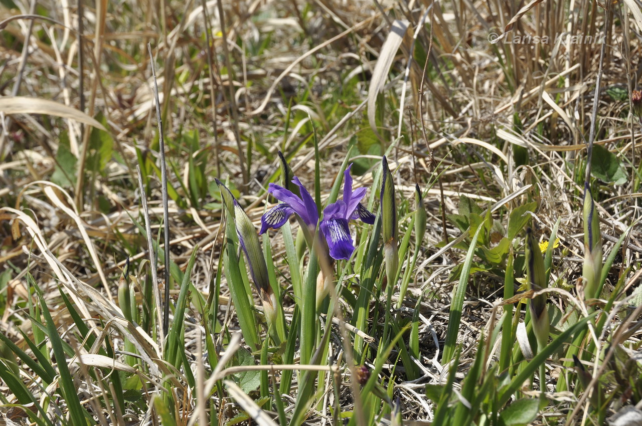 Image of Iris uniflora specimen.