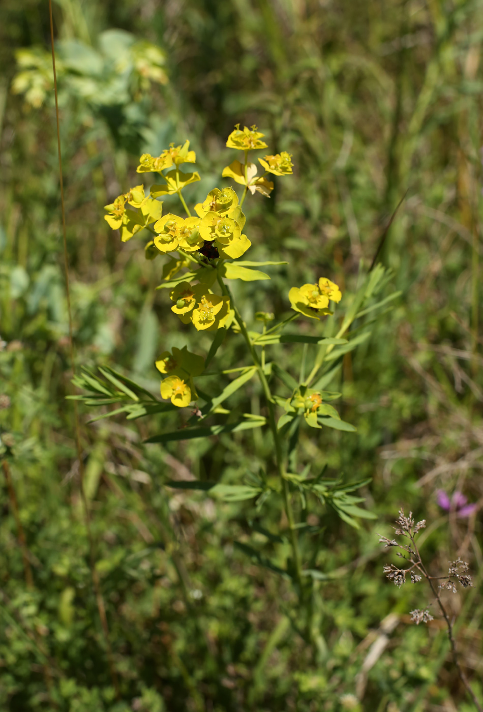 Изображение особи Euphorbia virgata.