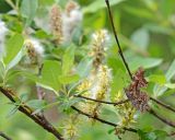 род Salix