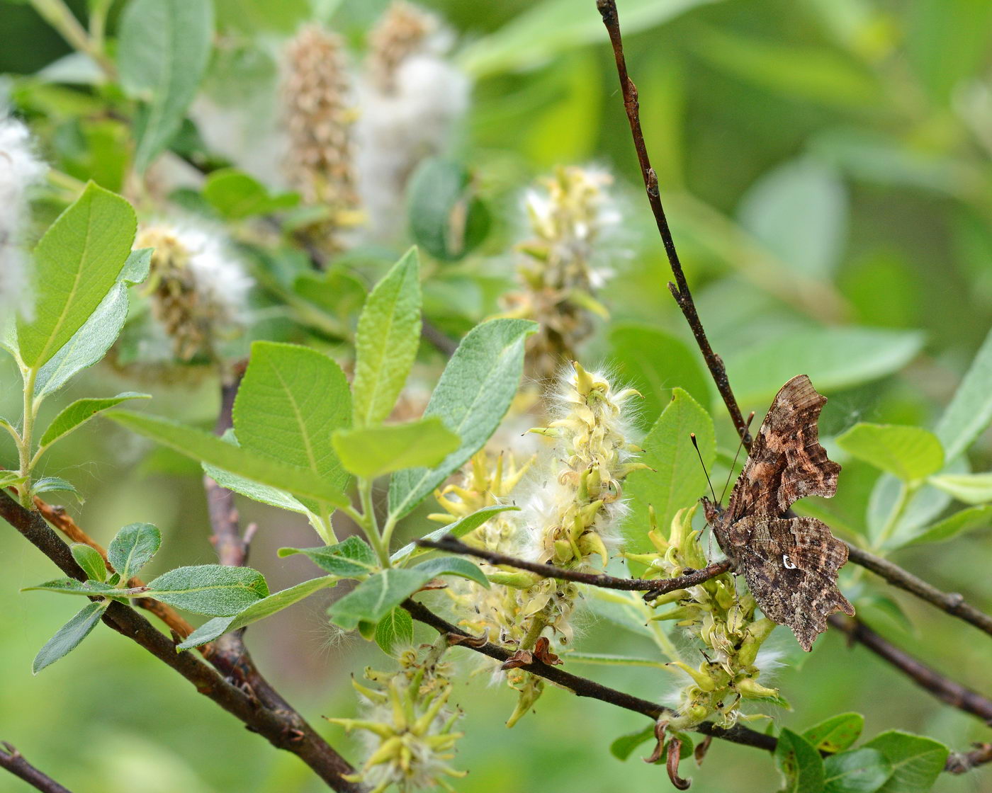 Image of genus Salix specimen.