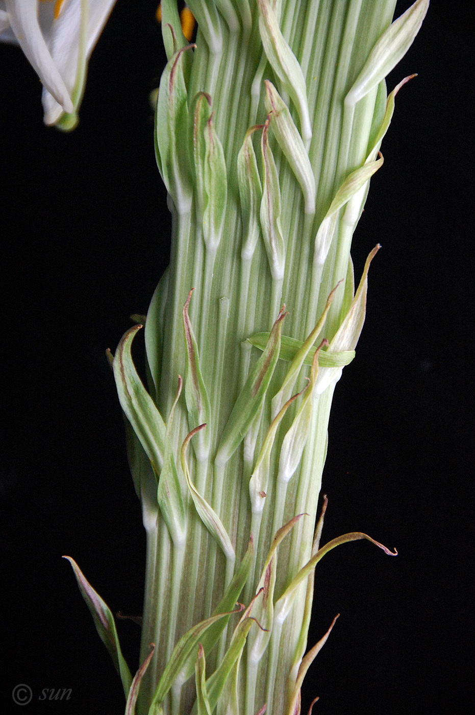 Image of Lilium regale specimen.