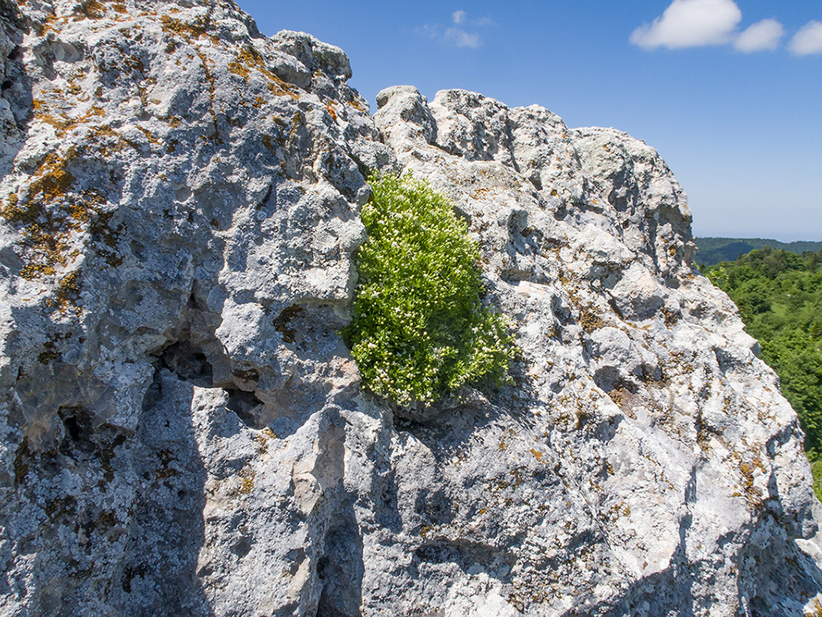 Изображение особи Galium oshtenicum.