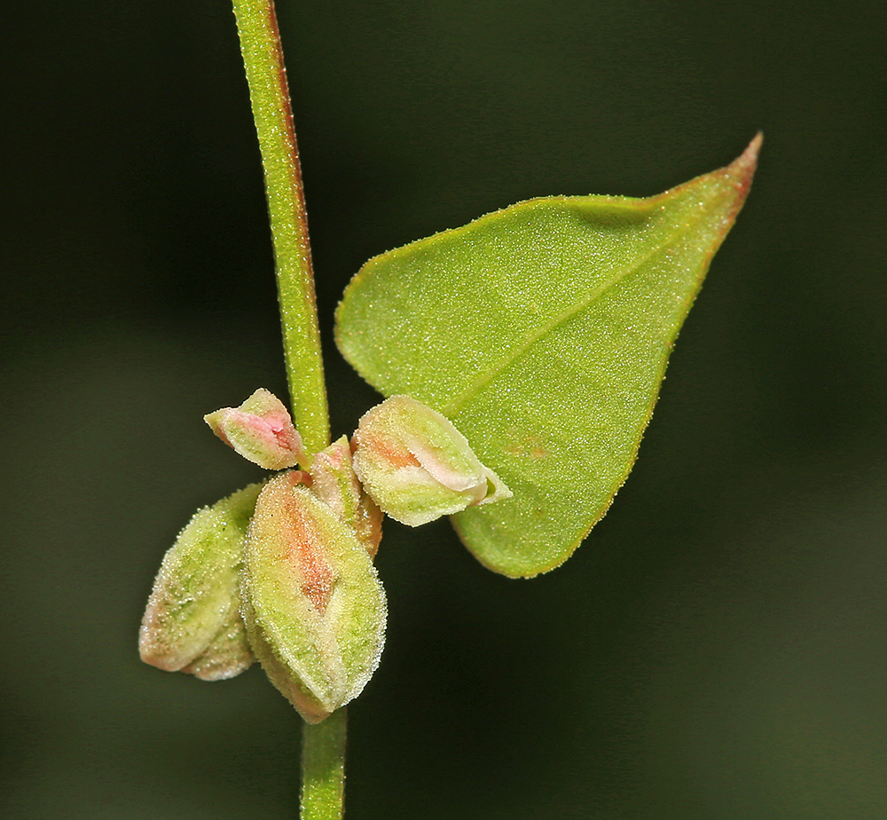 Image of Fallopia convolvulus specimen.