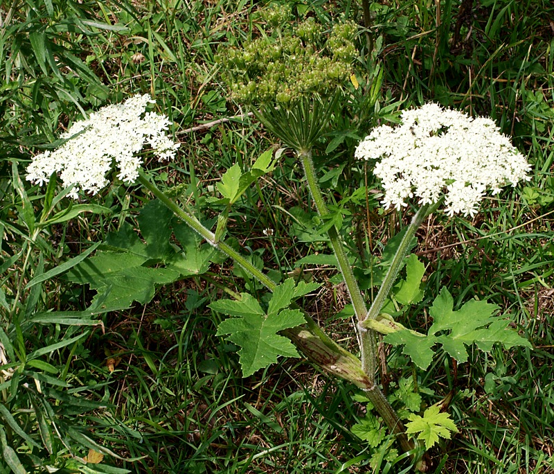 Изображение особи Heracleum moellendorffii.