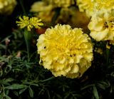 Tagetes erecta