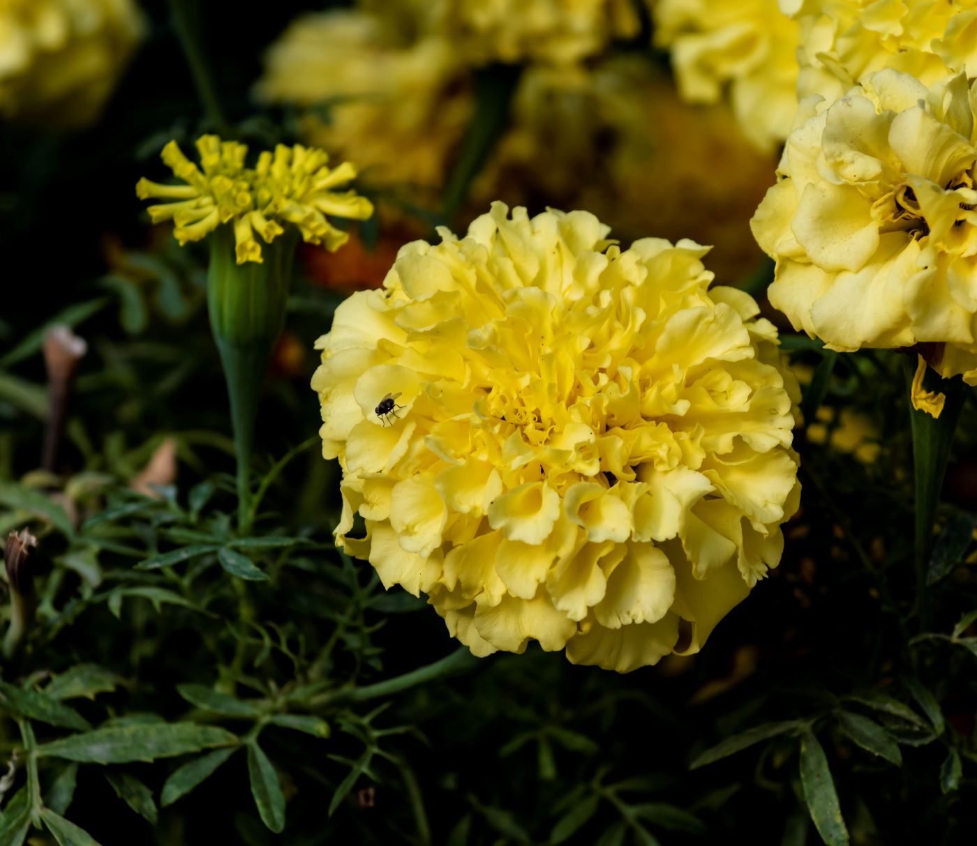 Изображение особи Tagetes erecta.