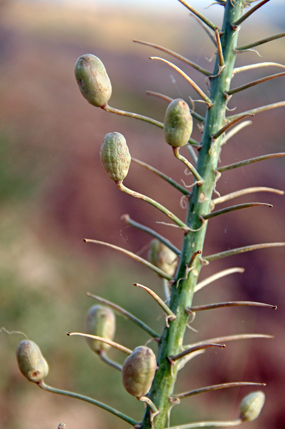 Image of Eremurus baissunensis specimen.