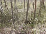 Ledum palustre. Аспект цветущих растений. Тверская обл., Весьегонский р-н, бывшая свалка опилок на сфагновом болоте, край земляного вала. 6 июня 2020 г.
