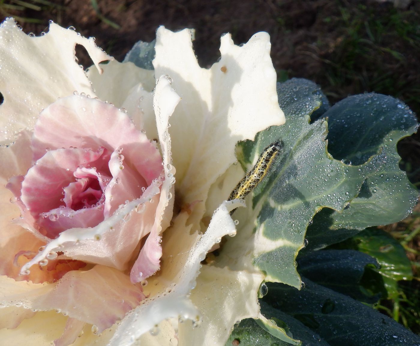 Изображение особи Brassica oleracea var. viridis.