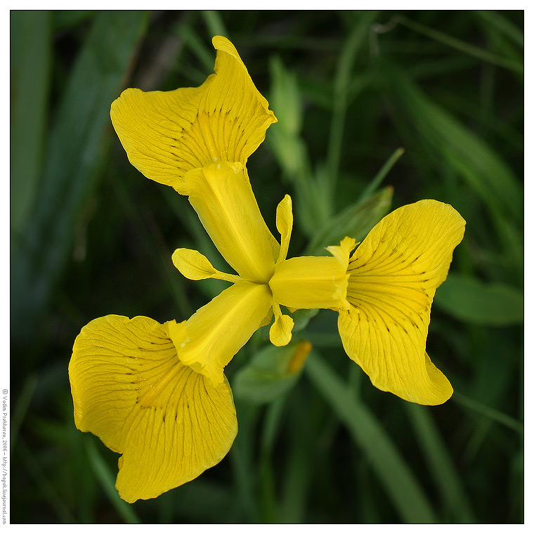 Изображение особи Iris pseudacorus.