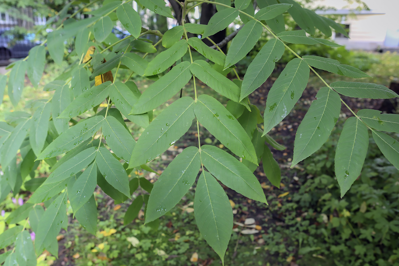 Изображение особи Juglans mandshurica.