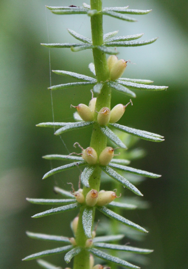 Изображение особи Hippuris vulgaris.