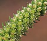 Orostachys malacophylla. Часть соцветия. Приморский край, г. Владивосток, между ст. Вторая Речка и пл. Чайка, на ж.-д. насыпи. 01.10.2020.