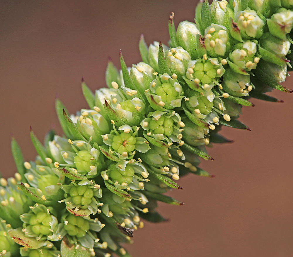 Image of Orostachys malacophylla specimen.