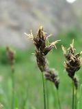 род Carex