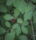 genus Lonicera