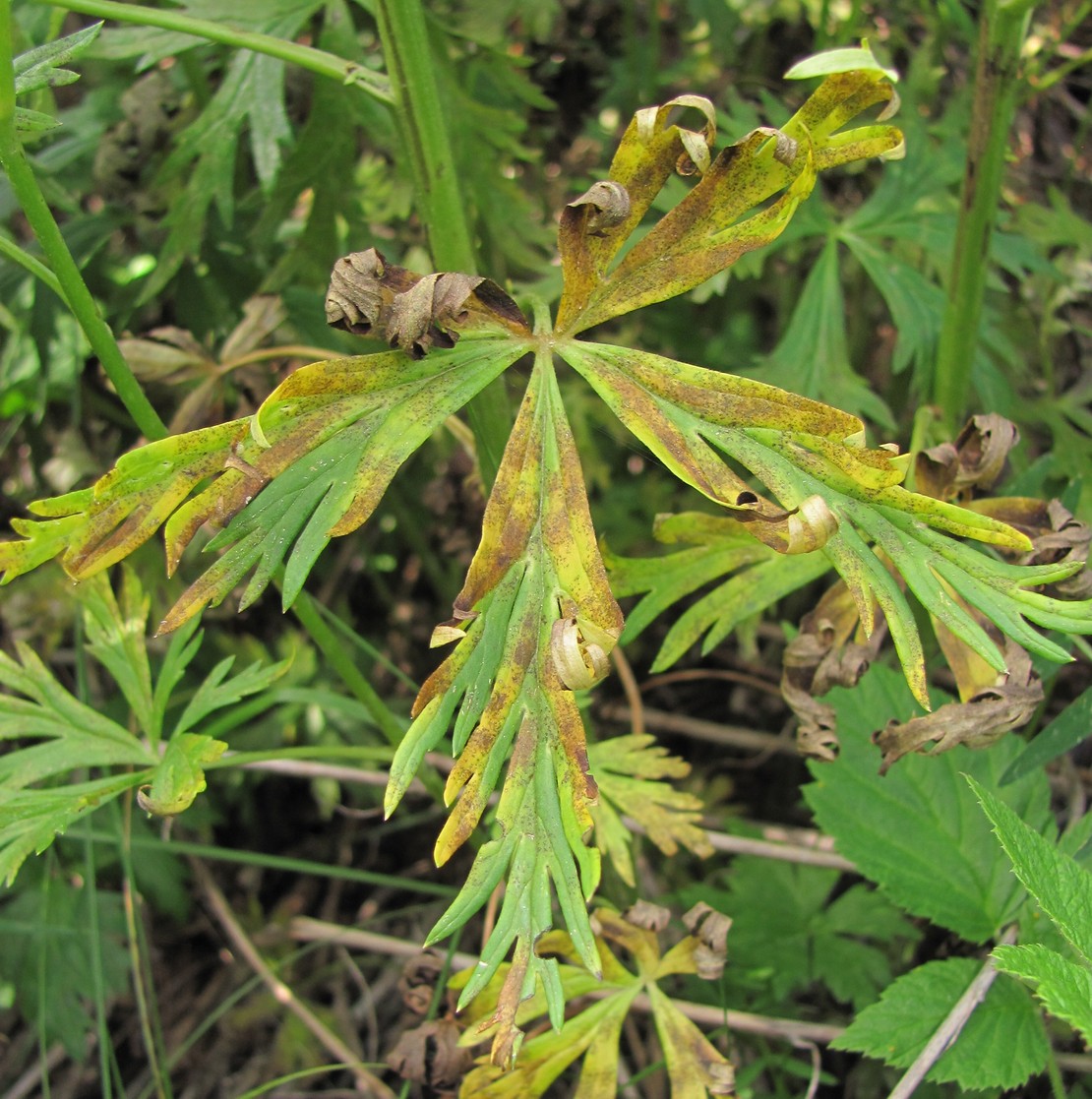 Изображение особи Aconitum nasutum.