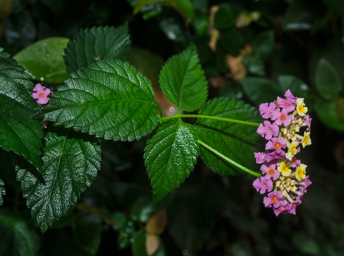 Изображение особи Lantana camara.