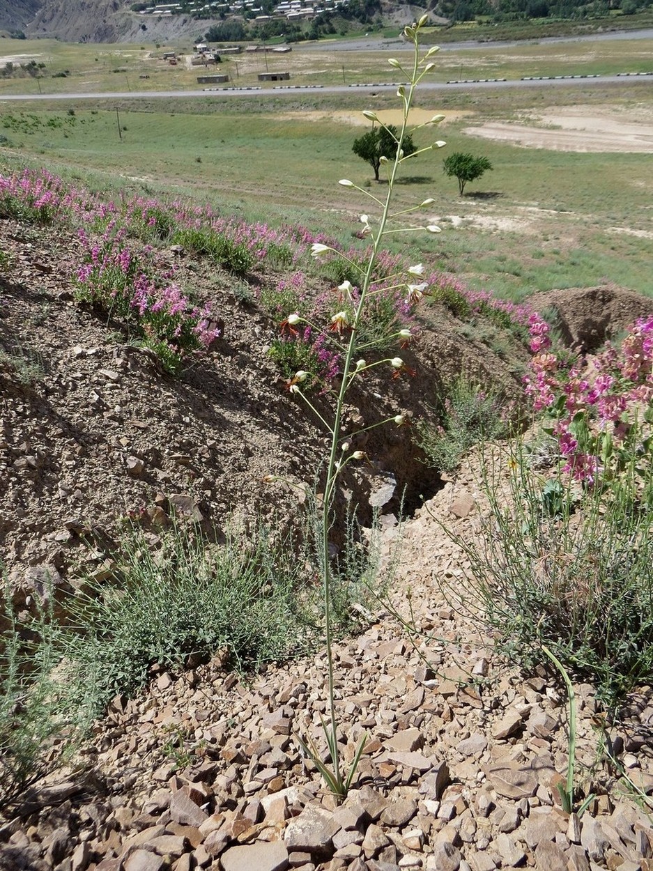 Изображение особи Eremurus soogdianus.