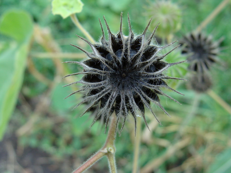 Image of Abutilon theophrasti specimen.