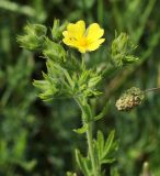 Potentilla callieri. Верхушка побега с цветком и бутонами. Краснодарский край, МО г. Новороссийск, окр. пос. Верхнебаканский, смотровая площадка на подъёме к перевалу \"Волчьи Ворота\", луговина перед зарослями кустарника. 03.06.2019.