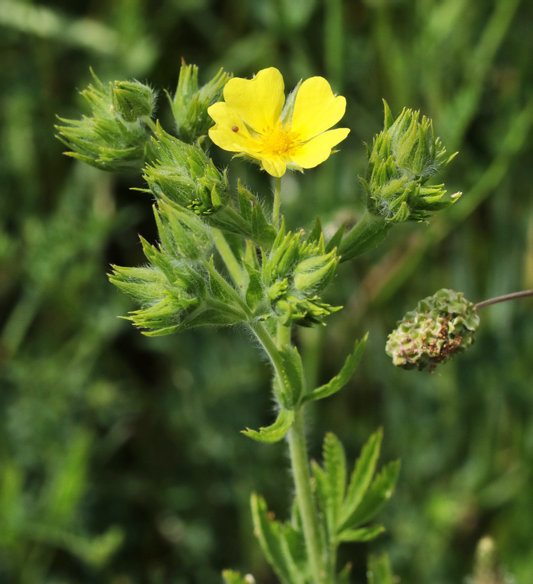 Изображение особи Potentilla callieri.