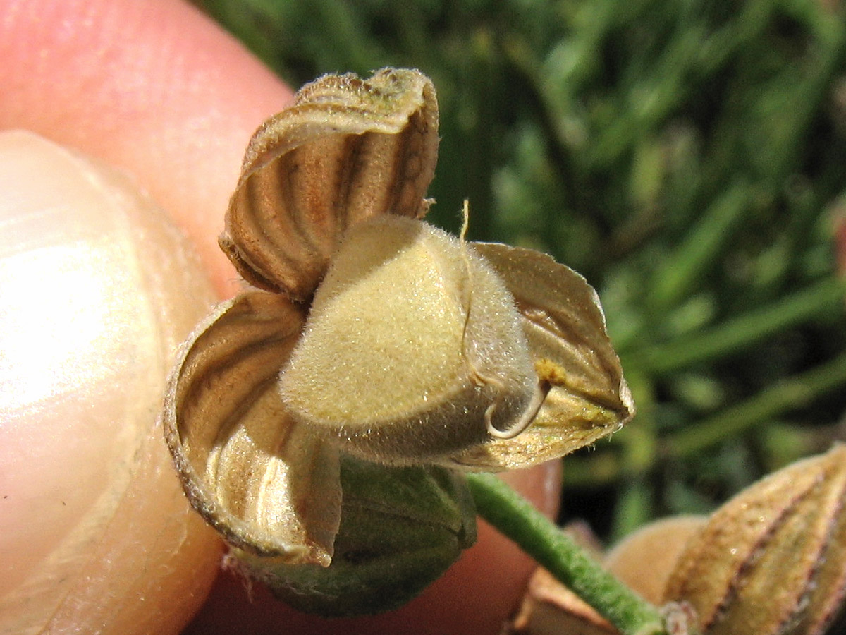 Image of Helianthemum apenninum specimen.