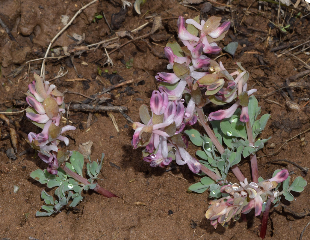 Image of Corydalis ledebouriana specimen.