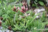 Astragalus subspecies haarbachii