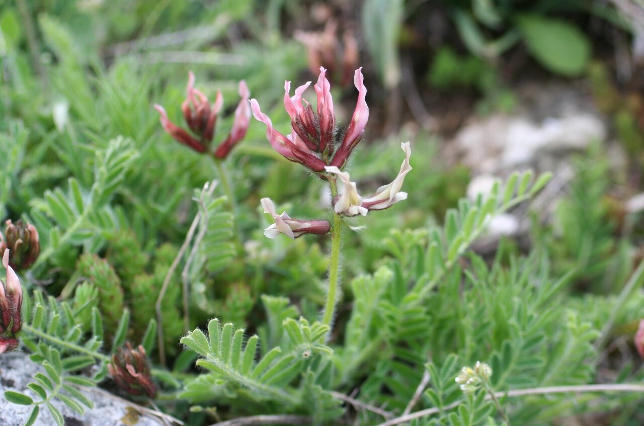 Image of Astragalus suberosus ssp. haarbachii specimen.