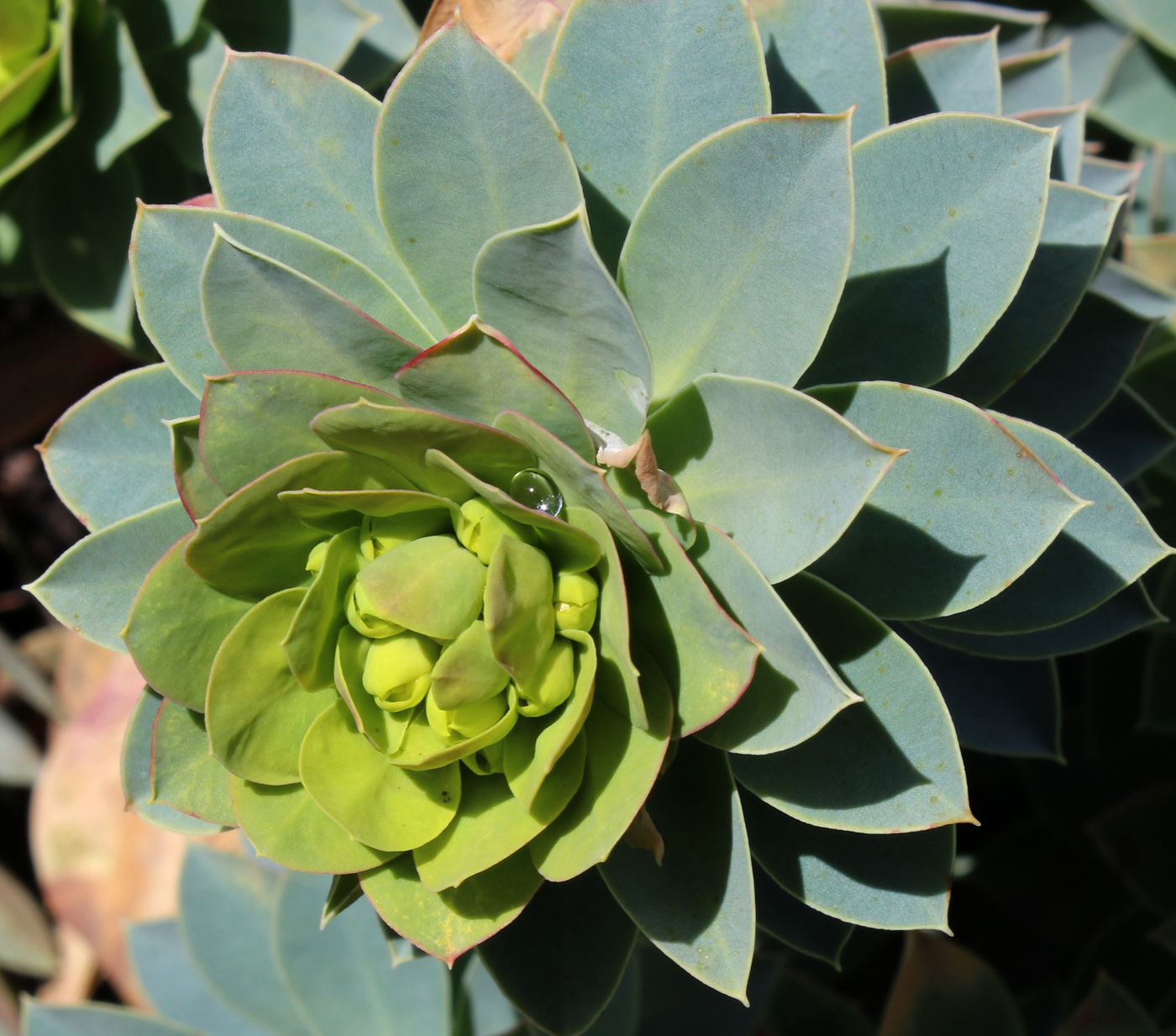 Изображение особи Euphorbia myrsinites.