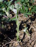 Bombycilaena erecta