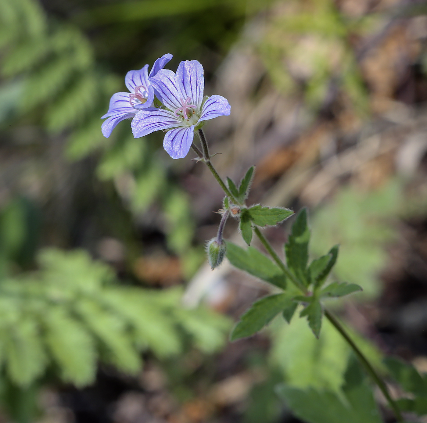 Изображение особи Geranium igoschinae.