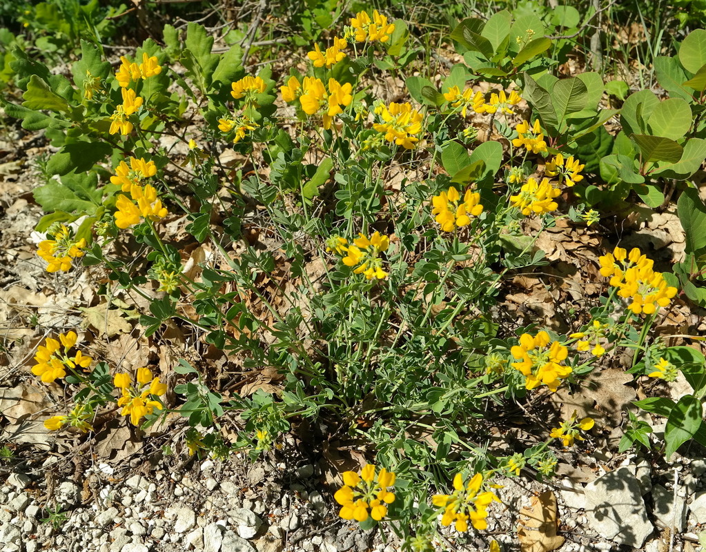 Image of Coronilla coronata specimen.