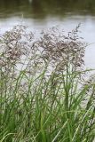 Glyceria spiculosa