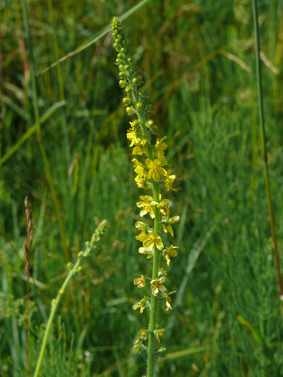 Image of Agrimonia eupatoria specimen.