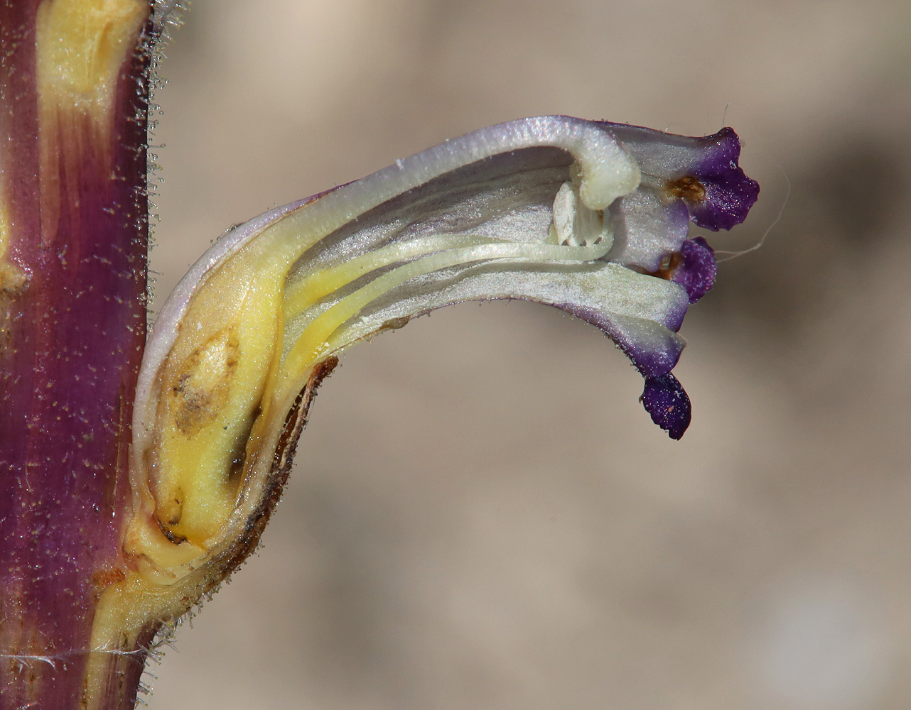 Изображение особи Orobanche cumana.