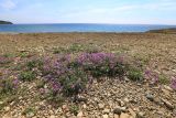 Oxytropis mandshurica