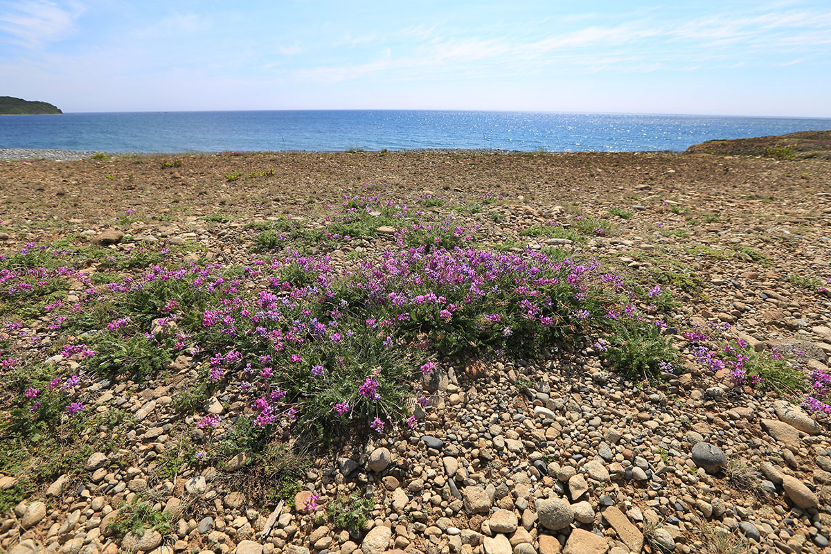 Изображение особи Oxytropis mandshurica.